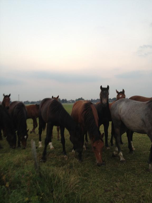 Harrierwurp Farm Stay Hof Auf Der Wurp מראה חיצוני תמונה